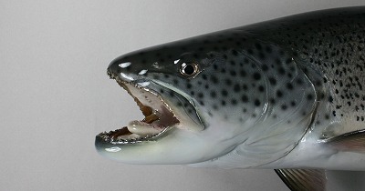 イトウの剝製2顔