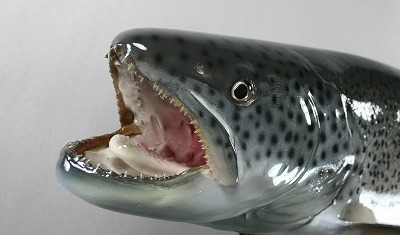 イトウの剝製２口の中　