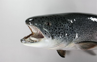 イトウの剝製1顔