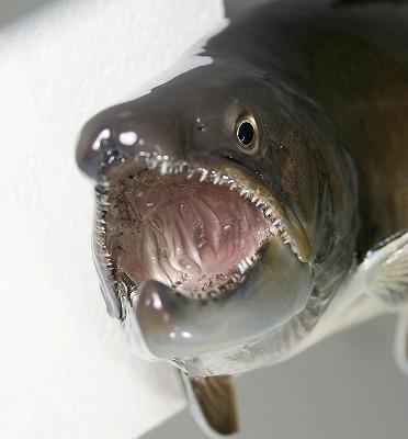 イワナの剝製　口の中