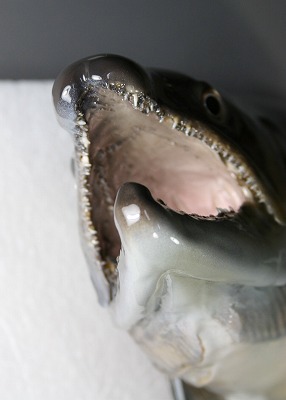 イワナの剥製　口の中.を下から