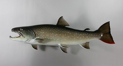 イワナ剝製4　日光イワナ雄の魚体