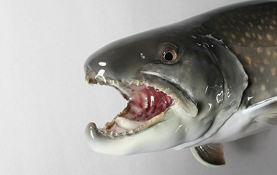 イワナ剝製4　日光イワナ雄顔