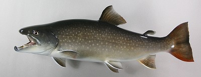 イワナ剝製2　本流イワナ