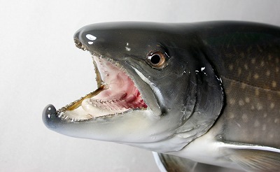 イワナ剝製2　本流イワナ顔