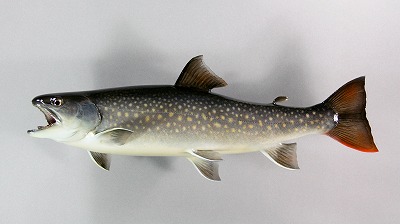 イワナ剝製5　日光イワナ魚体