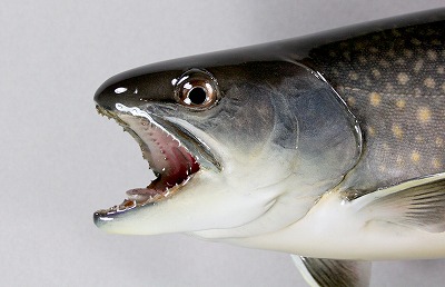 イワナ剝製5　日光イワナ顔