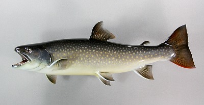 イワナ剝製3　日光イワナ