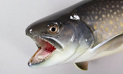 イワナ剝製3　日光イワナ