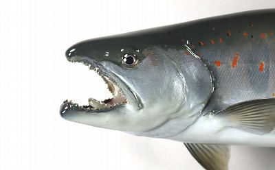 アマゴ剝製4　鼻が曲がた顔