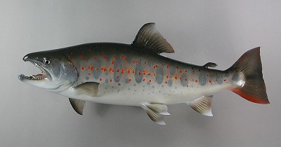 アマゴ剝製5　体側の朱点