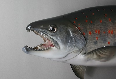 アマゴ剝製6　雄の顔