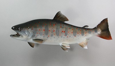 アマゴ剝製　体側の朱点が綺麗