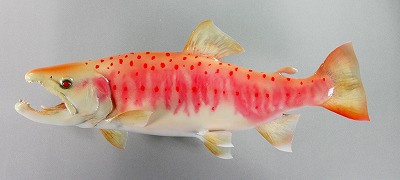 アルビノアマゴ剥製　黄色い魚体に朱点