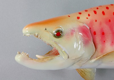 アルビノアマゴ剥製顔