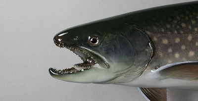 アメマス剝製顔　2