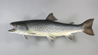 アメマス剝製　3