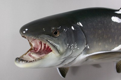 アメマス剝製顔5