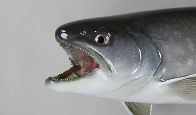 アメマス剝製4顔