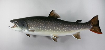 アメマス剝製　湖産
