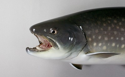 アメマス剝製顔　湖産顔