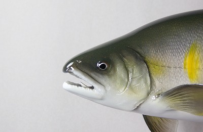 アユ剝製かお　1