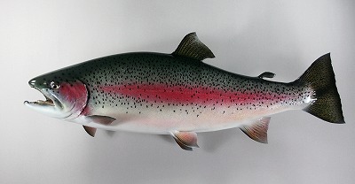 ニジマス剝製4　メスの魚体