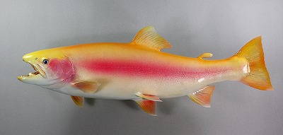 ニジマス剝製6　アルビノ魚体