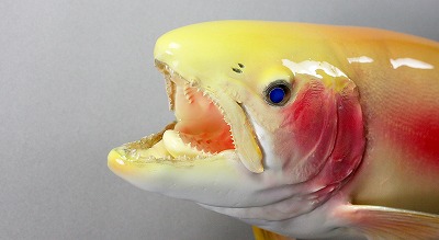 ニジマス剝製6　口の中が見える