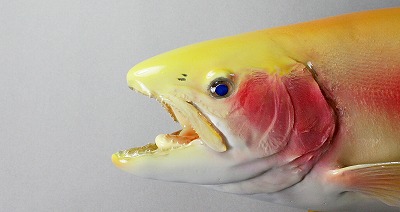 ニジマス剝製6　アルビノ顔