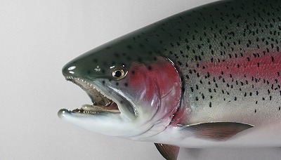 ニジマス剝製　メスの顔