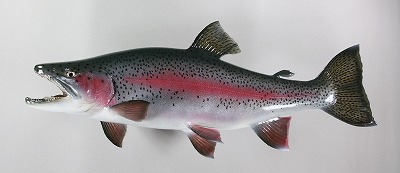 ニジマス剝製3　魚体