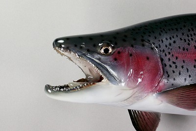 ニジマス剝製3　顔