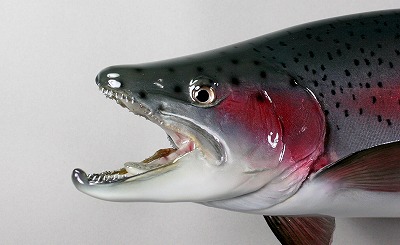 ニジマス剝製5　オスの顔