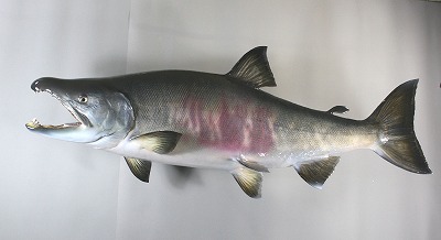 サケ剥製2 魚体