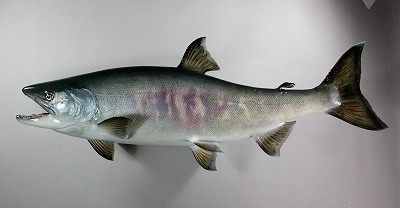 サケ剥製5 魚体