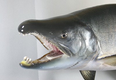 サケ剥製2 顔