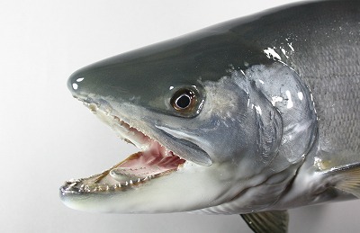 サケ剥製 銀化が残る若い雄の魚体の顔