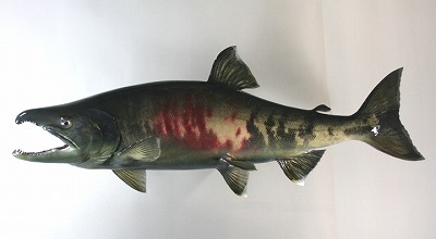 サケ剥製4 魚体