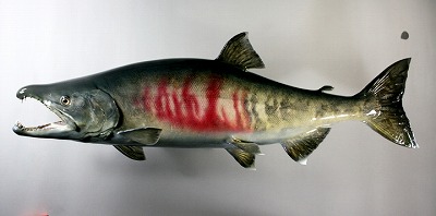 サケ剥製3 魚体
