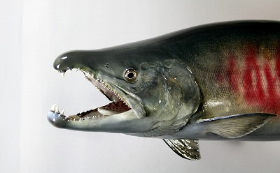 サケ剥製 綺麗に濃い赤紫色が縦に入るオスの魚体の顔