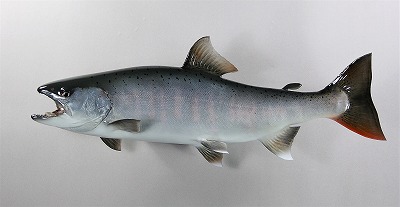 サクラマス剝製2　魚体
