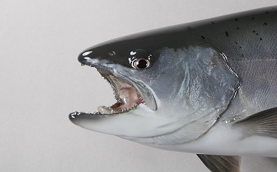 サクラマス剝製3　顔