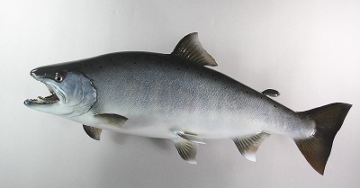 サクラマス剝製1　太った魚体