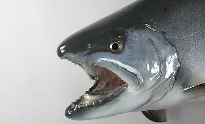 サクラマス剝製1　顔