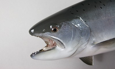 サクラマス剝製3　メスの顔