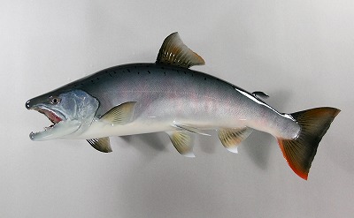 サクラマス剝製4　魚体