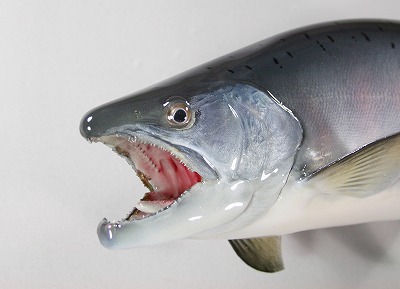 サクラマス剝製4　顔