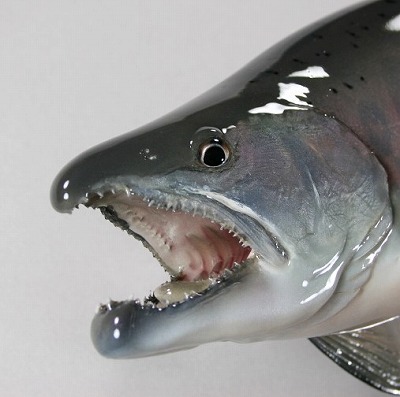 サクラマス剝製4　口