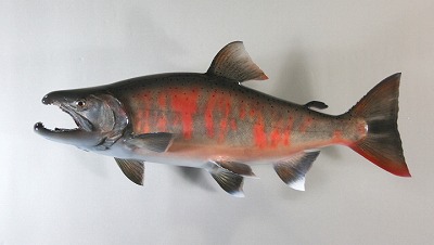 サツキマス剝製5 魚体